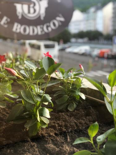 a group of plants sitting on a wall at Grand Hôtel d'Espagne in Lourdes