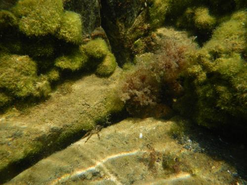 an underwater view of a reef with algae and rocks at The Colourful Mansion Hotel in Ahtopol