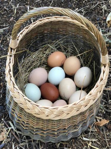 a basket of eggs sitting on the ground at Nordgården - ferie på landet in Skibby