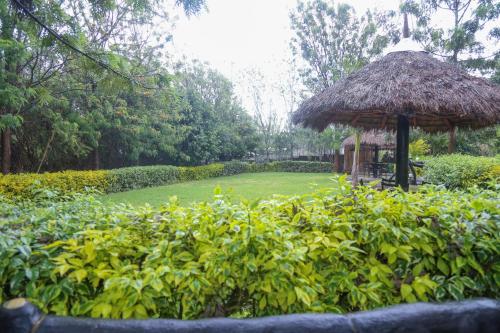 a garden with a grass umbrella and a field at Dovenest Lodge in Naivasha