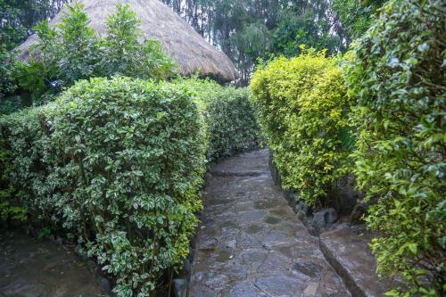 a hedge with a stone path through a garden at Dovenest Lodge in Naivasha