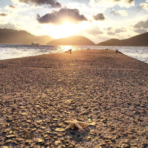 a starfish on the beach at sunset at Shodoshima Olive Youth Hostel in Shodoshima