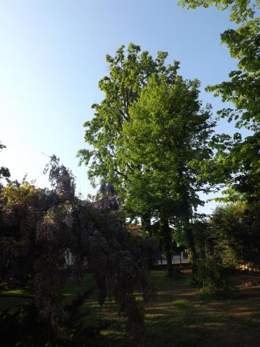 a group of trees in a grassy field at Villa Mirano Bed & Breakfast in Piossasco