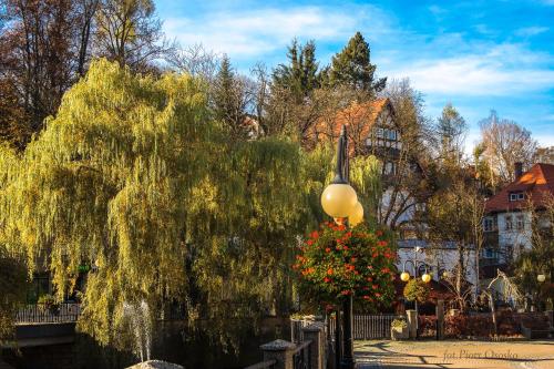 a weeping willow tree and a fountain in a park at Apartament Polaniczanka in Polanica-Zdrój