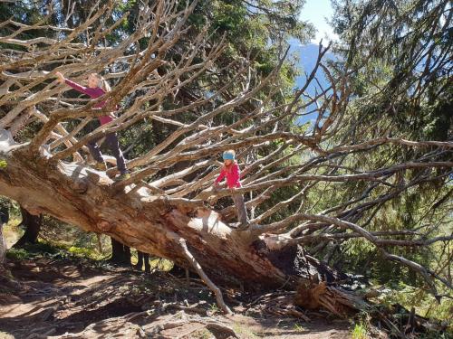 two children are climbing on a tree branch at Gästehaus Alpina in Riezlern