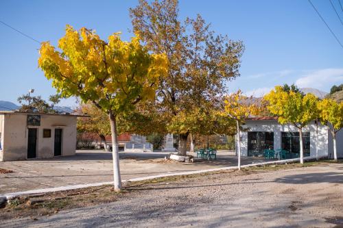 a tree on the side of a street at Summit Guest House in Kalavrita