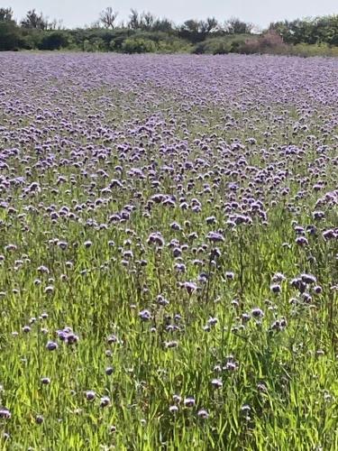 a field of purple flowers in a field of grass at Appartement à l’étage indépendant in Ars-en-Ré