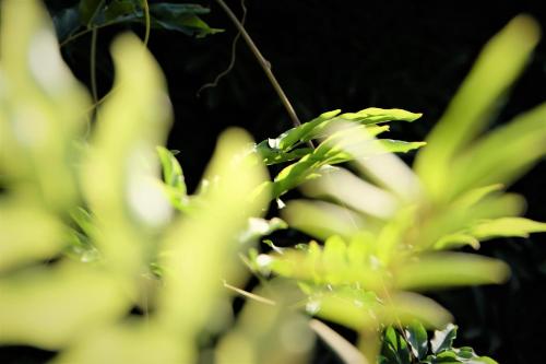 a close up of a bunch of green plants at Hostel il Tetto in Melfi
