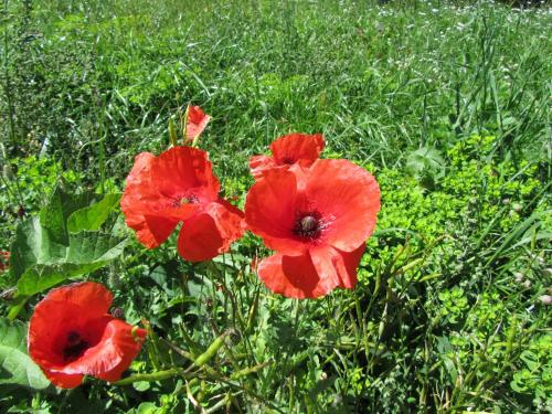 a group of red flowers in the grass at Appartements Kroner in Nauders