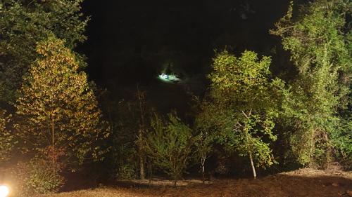 una luce verde in mezzo agli alberi di notte di Il Mastro del Lago a Paganico