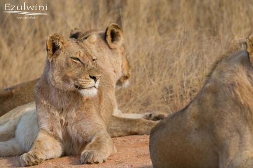 a lion laying on the ground next to another lion at Ezulwini Game Lodges in Balule Game Reserve