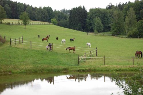 a herd of horses grazing in a field next to a pond at Kollerhof in Neunburg vorm Wald