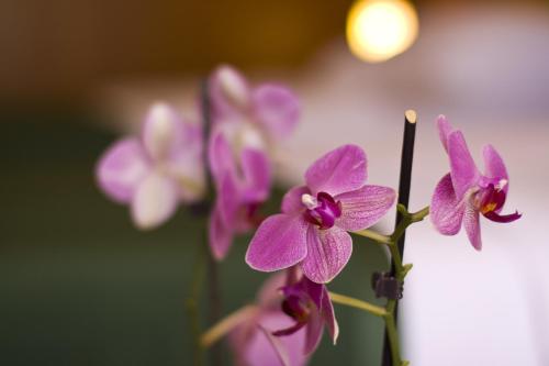 a group of purple and white orchid flowers at Hotel Zvonimir in Otočac
