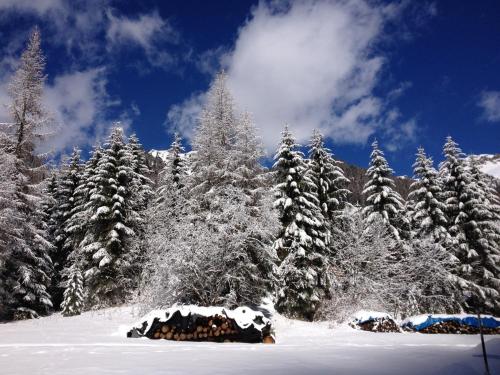 a group of snow covered trees in a snow covered forest at Fedaia Joy B&B in Canazei
