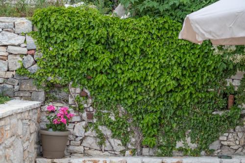 a ivy covered wall with a pot of pink flowers at villa Melissa in Kostitsi