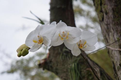 a close up of a white flower next to a tree at Casa Caminho do Corcovado - Pet friendly in Rio de Janeiro