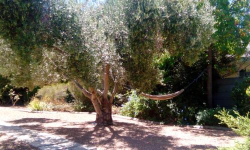 a hammock hanging from a tree in a yard at Gästehaus HelderbergView in Somerset West