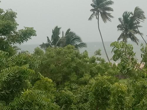 a group of trees with the ocean in the background at Thendralhomestay in Puducherry
