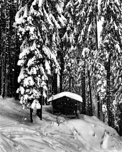 a snow covered tree in a forest with a bench at Apartment Malea in Schlitters