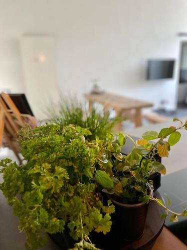 a group of potted plants sitting on a table at Mya Lenas Suite in Irrel
