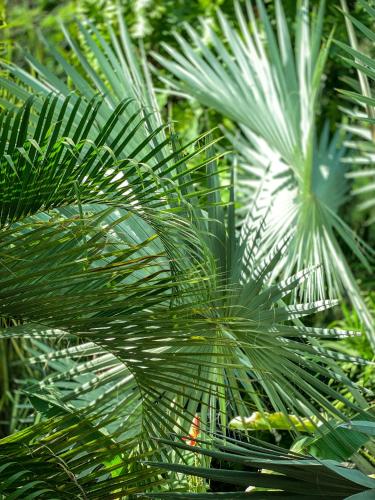 a close up of a green palm tree at Hotel Vista de Olas in Santa Teresa Beach