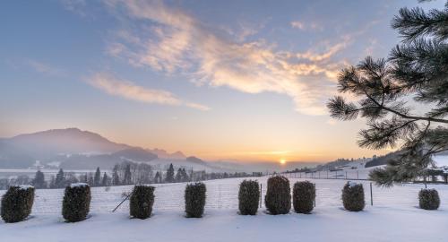a snowy field with a row of trees in the snow at REZYDENCJA SPISZ dom 12 osób, podgrzewany basen, sauna, jacuzzi- velo Czorsztyn, Niedzica in Niedzica Zamek