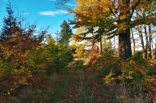 a trail in the woods in the fall at Ferienhaus Broche in Hilchenbach