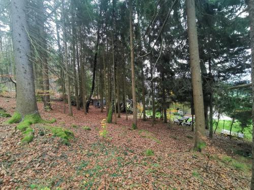 a park with a bunch of trees and leaves at Ferienwohnungen Kremser bei Spiegelau Eppenschlag in Eppenschlag