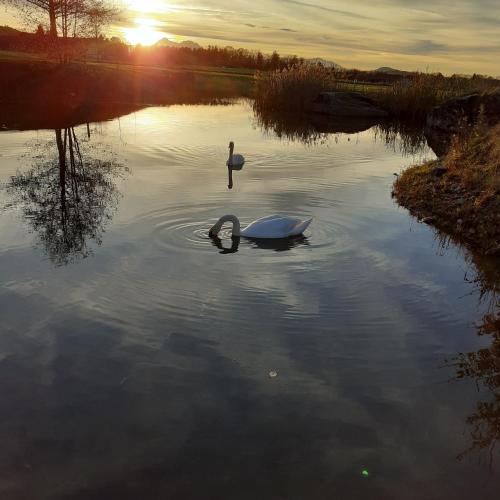 a swan and a boat in a lake at sunset at Appartment Andrea in Eugendorf