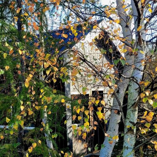 a building obscured by trees with leaves on it at Domki na Widoku in Lubomierz