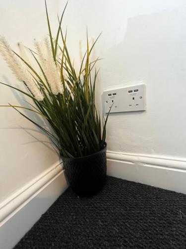 a plant in a pot sitting next to a wall at Archway Apartment in London