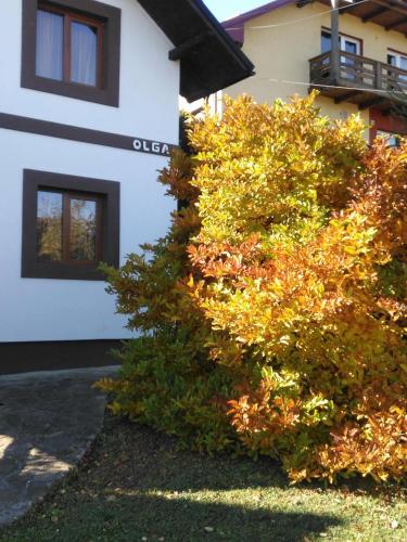 a bush in front of a white building at Pension La Roata in Gura Humorului
