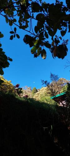 una vista del cielo attraverso i rami di un albero di Tail's room a San Gerardo de Dota