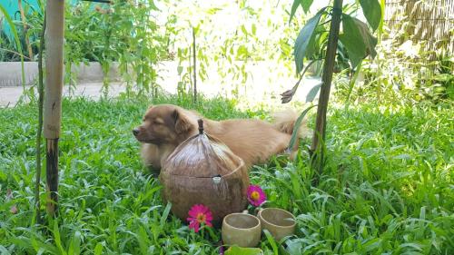 a brown dog laying in the grass next to a bucket at Bloom Garden Bed & Breakfast in Siem Reap