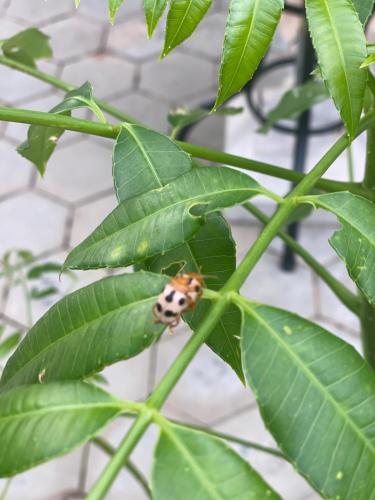 a ladybug sitting on a green leaf at Bloom Garden Bed & Breakfast in Siem Reap