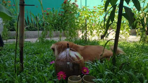 a dog laying in the grass in a garden at Bloom Garden Bed & Breakfast in Siem Reap