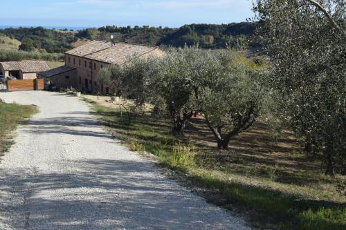 a dirt road with olive trees and a building at Monna Terra B&B in Fermo