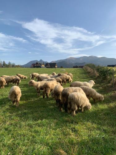 a herd of sheep grazing in a field of grass at Willa Tritri 1 Butikowy dom wakacyjny in Witów