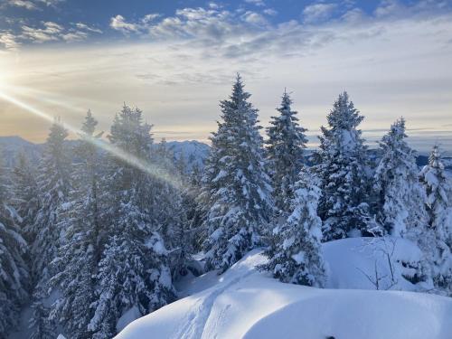 a group of trees covered in snow with the sun in the background at Ferienhaus Dünser in Bizau
