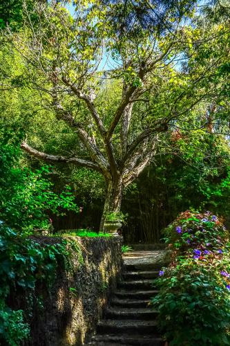 a tree with stairs in a garden with flowers at Casa Vela Boutique House in Cascais