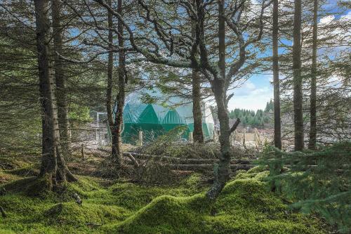 a forest with trees and green buildings in the background at Golden Circle Domes - Glamping Experience in Selfoss