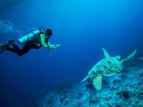 une personne regarde une tortue dans l'océan dans l'établissement Vacanze da sogno, à San Miguel de Abona