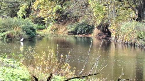 a river with a bird in the water at Dikke Vriend , herberg & taverne in Chiny