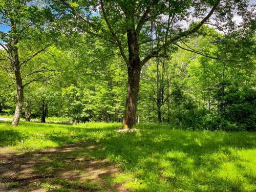a tree in the middle of a grass field at Rustic Roost Cabin in Vega