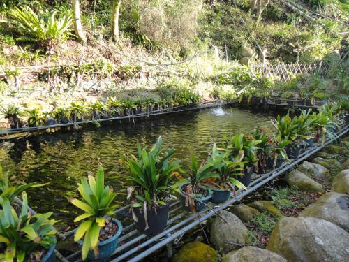 a pond in a garden with potted plants at Bunbury Fruit Ranch B&B in Renai