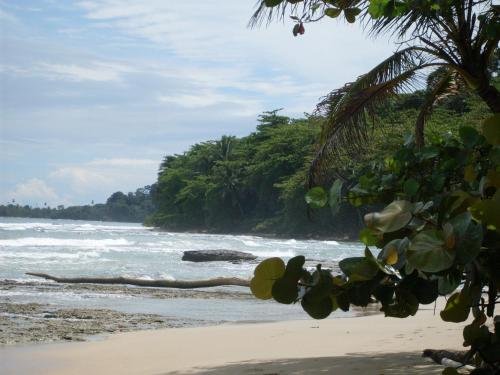 a view of a beach with trees and the ocean at Hotel Casitas Mar y Luz in Puerto Viejo