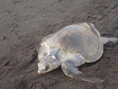 a turtle is laying on the sand at Samara Beach Hotel in Sámara