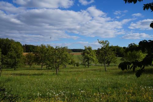 a field of grass with trees and a cow in it at Kleine Ferienwohnung auf dem Land, Haus Hans Stepha in Gößweinstein