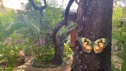 a butterfly sitting on the bark of a tree at Papillon Bleu in Horseshoe Bay