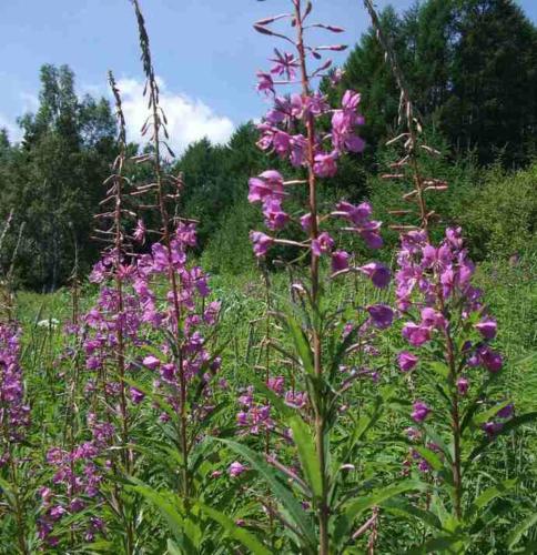 a bunch of purple flowers in a field at Kyukamura Norikura-Kogen in Matsumoto